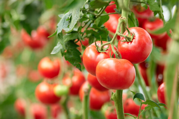 Tomatoes on vine