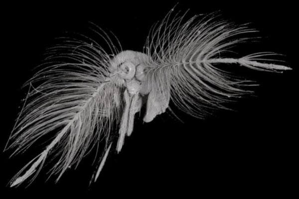 Mosquito antennae