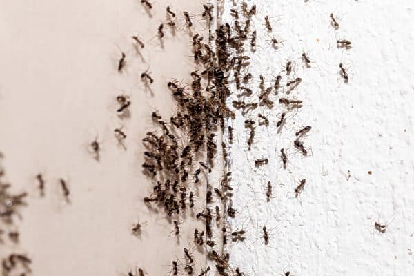Ants crawling up a wall