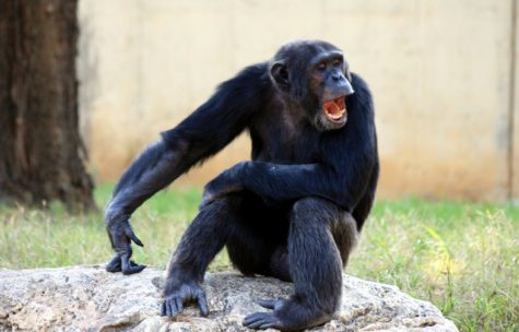 Chimp making funny face