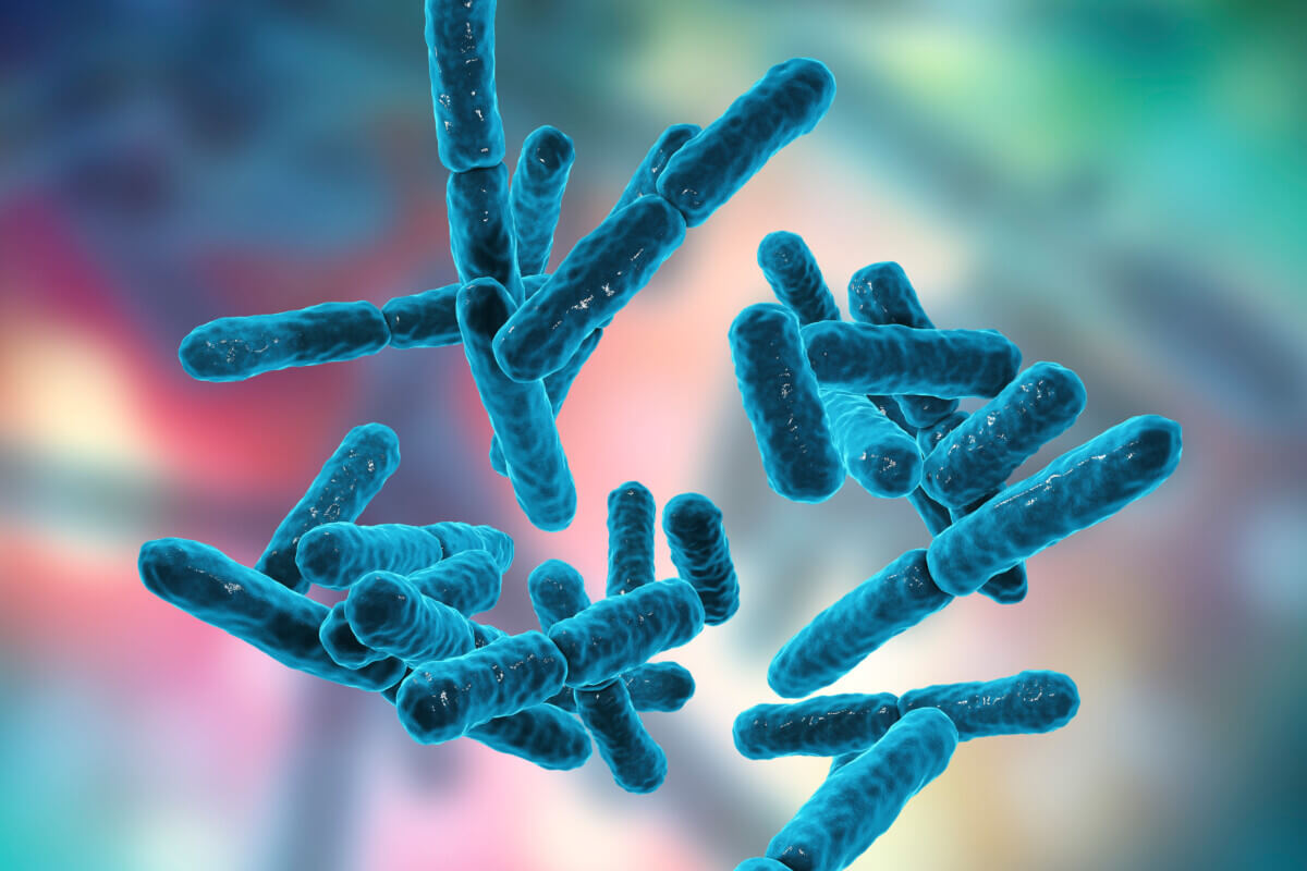Bacteria Bifidobacterium