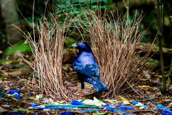 Satin bowerbird