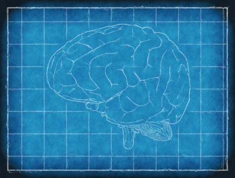 The human brain