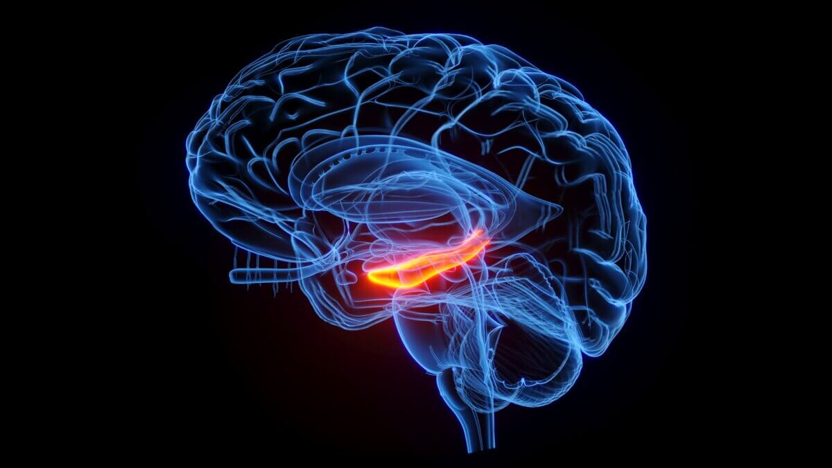 3D rendered medical illustration of the hippocampus.