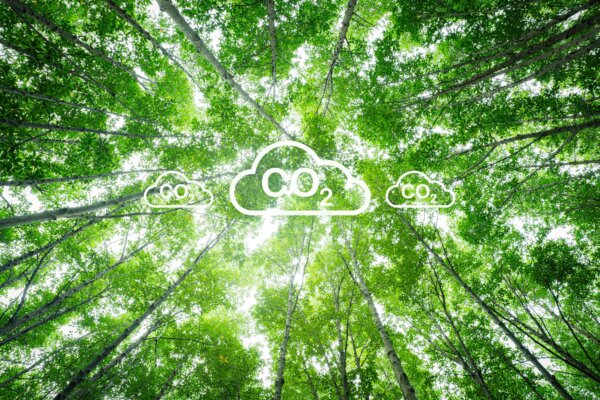 Natural carbon sink