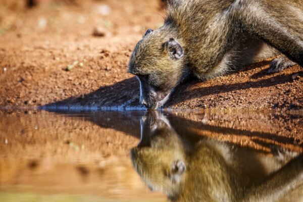 A baboon drinking water
