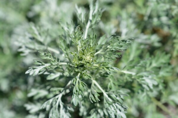 Artemisia herba-alba, known variously as common wormwood, white wormwood, or simply herba alba, grows naturally throughout North Africa and the Middle East.
