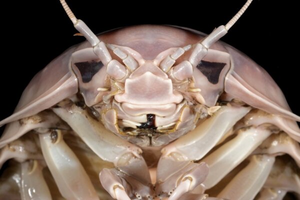 The head of Bathynomus vaderi.