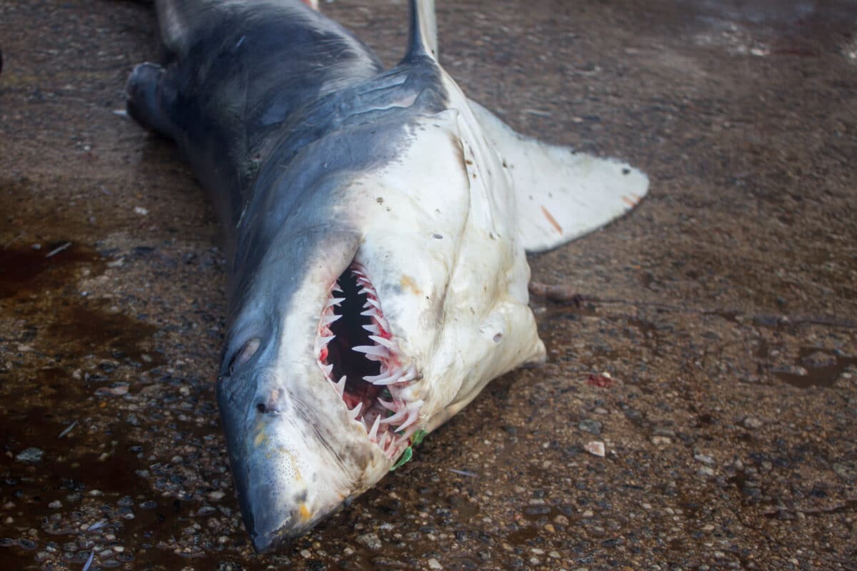 A beached dead shark