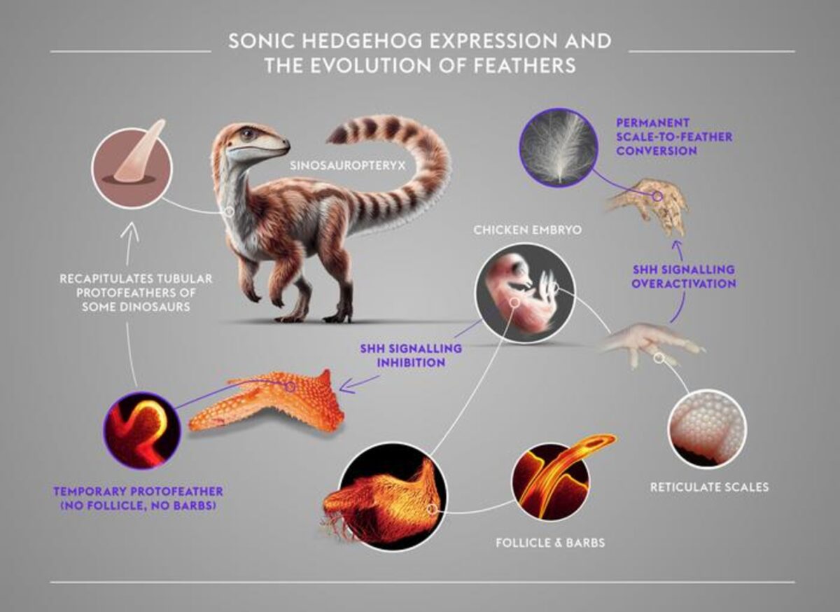 Dinosaurs and chickens infographic
