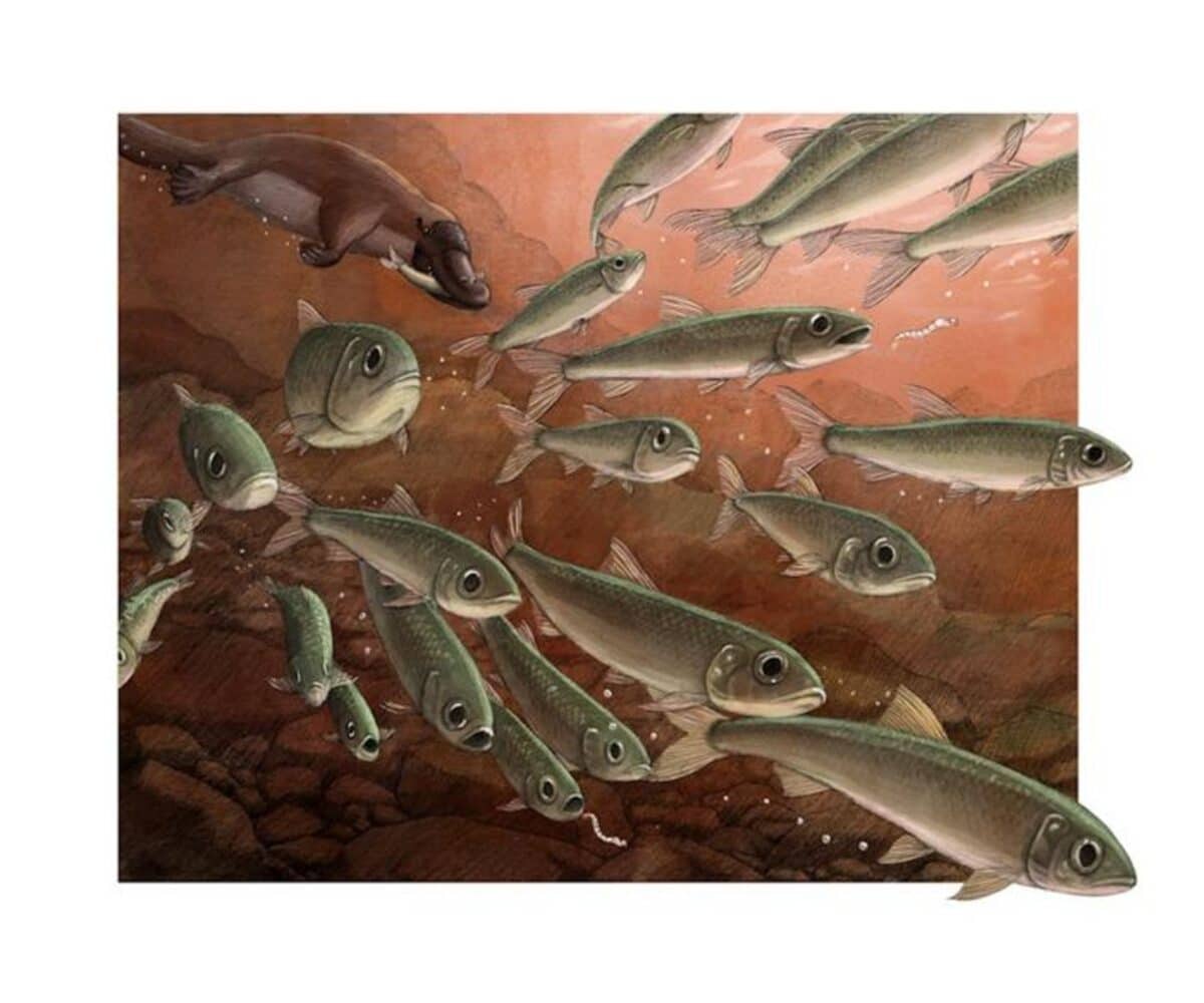A school of Ferruaspis