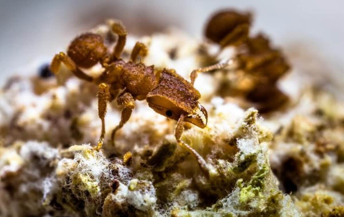 A lower-fungus-farming worker of the rare fungus-farming ant species Mycetophylax asper, collected in Santa Catarina, Brazil, in 2014, on its fungus garden.