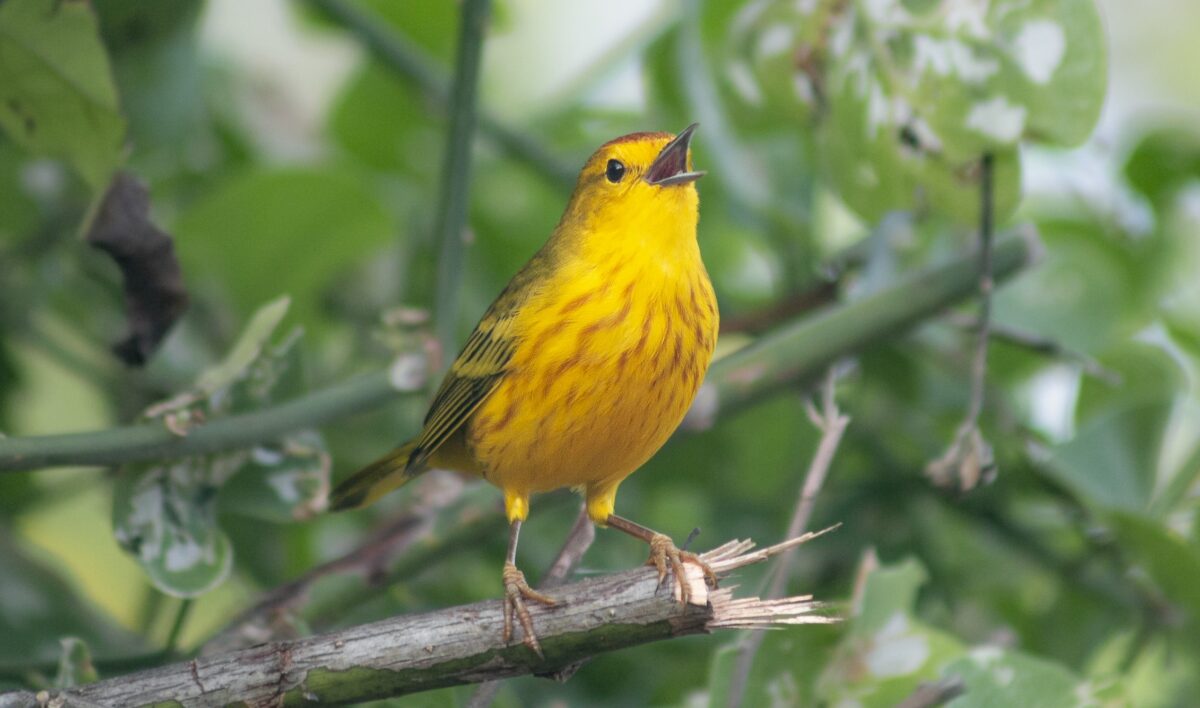 Galapagos Yellow Warbler