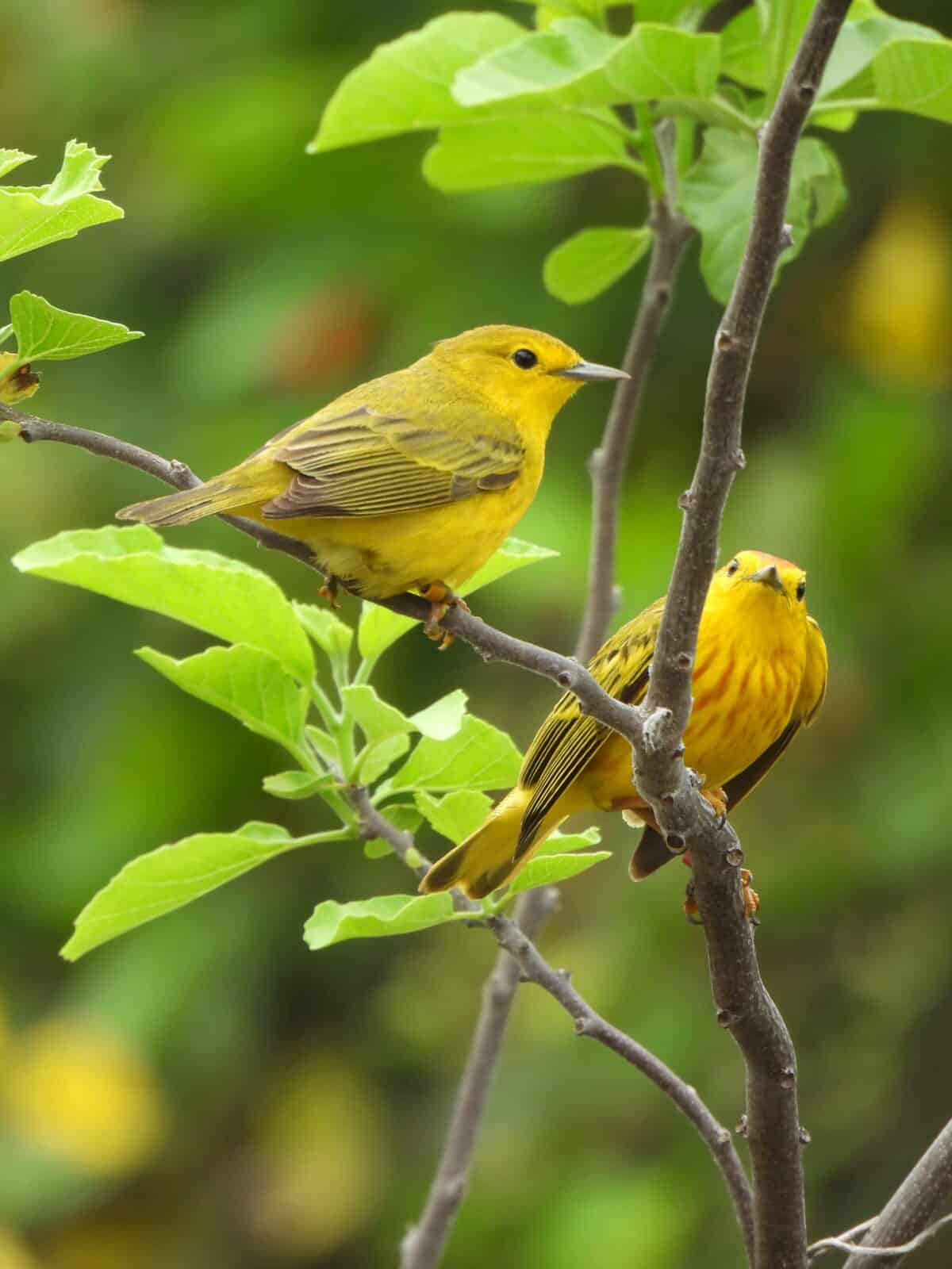 Female, left, and male Galapagos Yellow Warbler