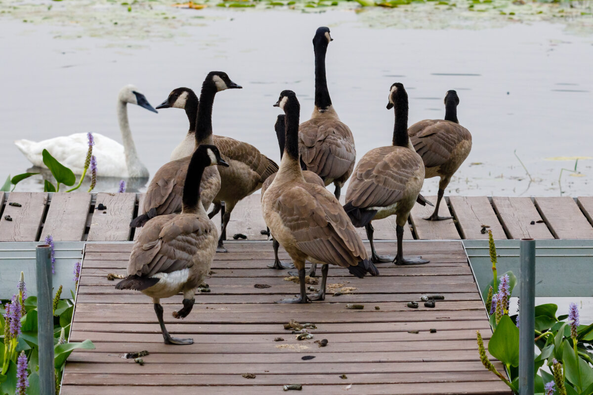 Geese