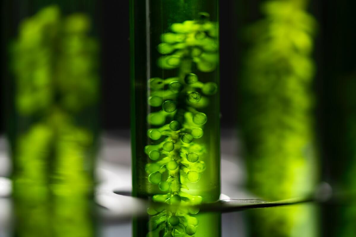 Closeup view of spirulina growing in a tube