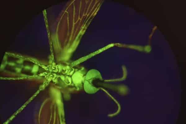 Mosquito