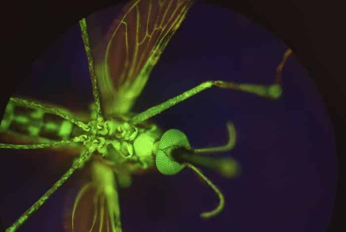 Mosquito