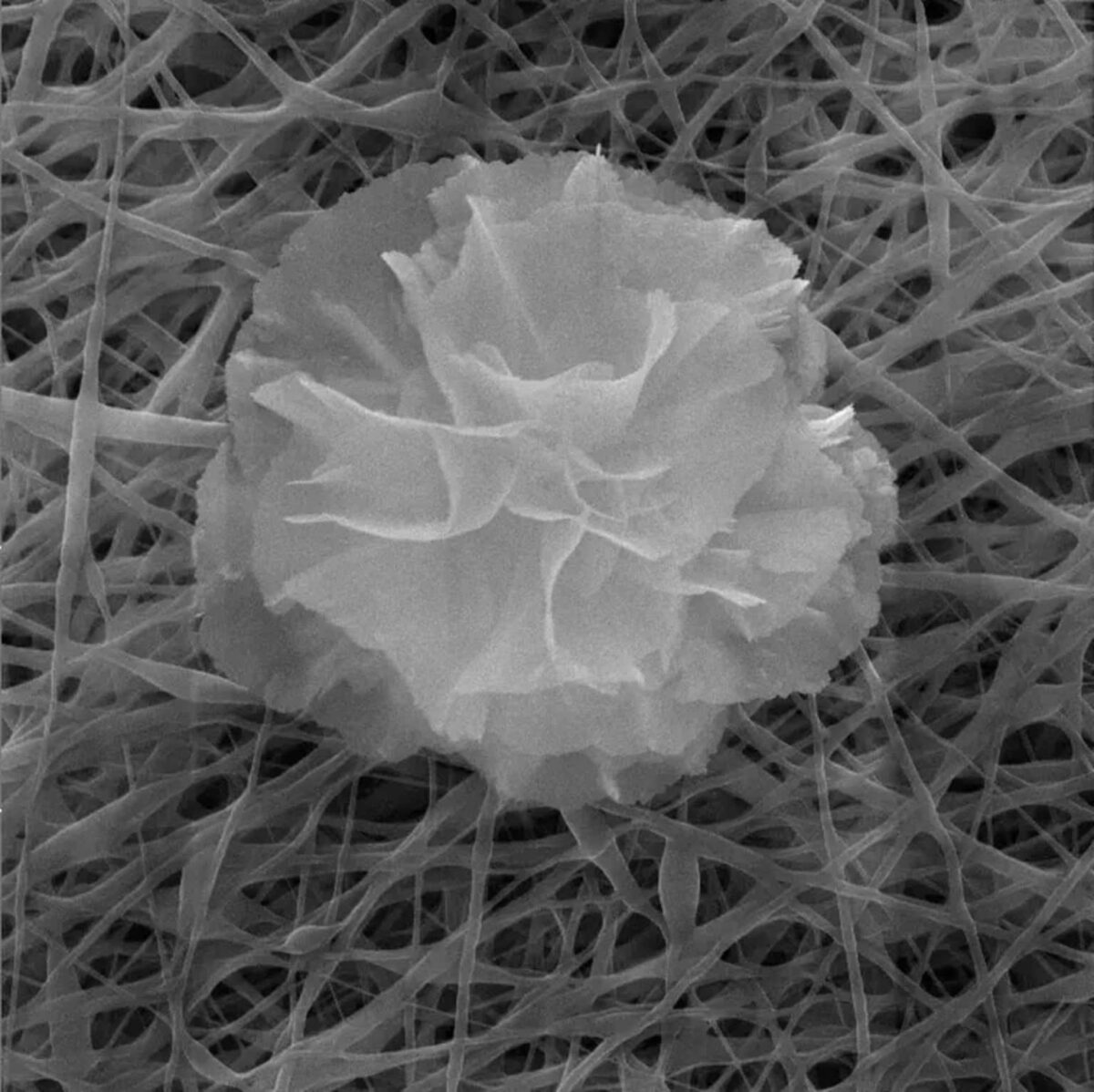 Nanoflowers