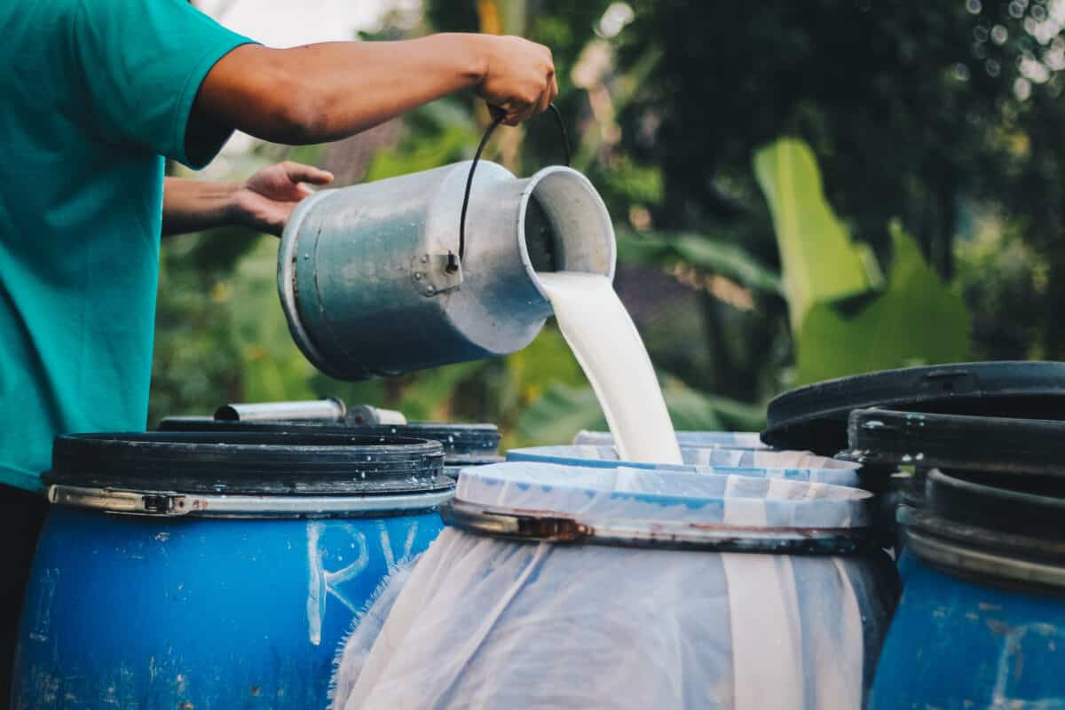 Dairy farmer pouring raw milk