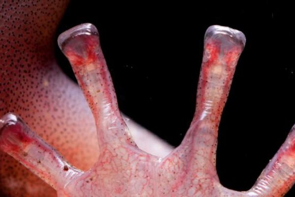 Salamander toes