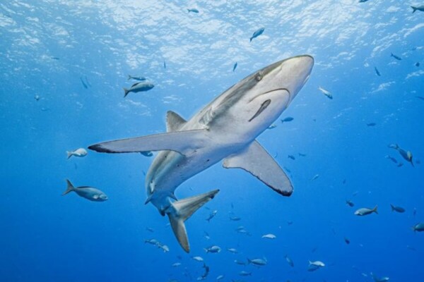 Up close with a silky shark.