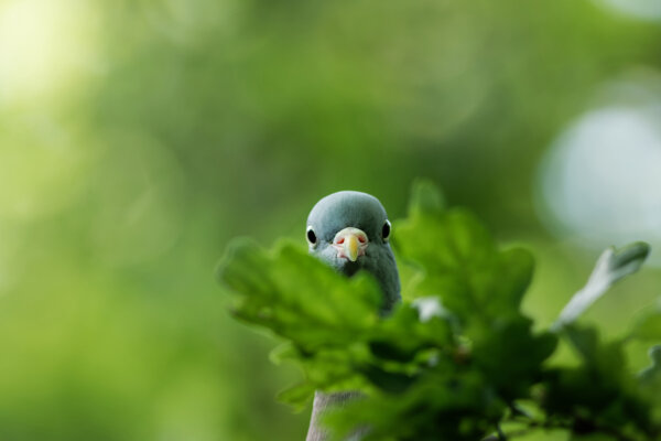 A pigeon hiding behind a couple of oak leafs is looking at the camera