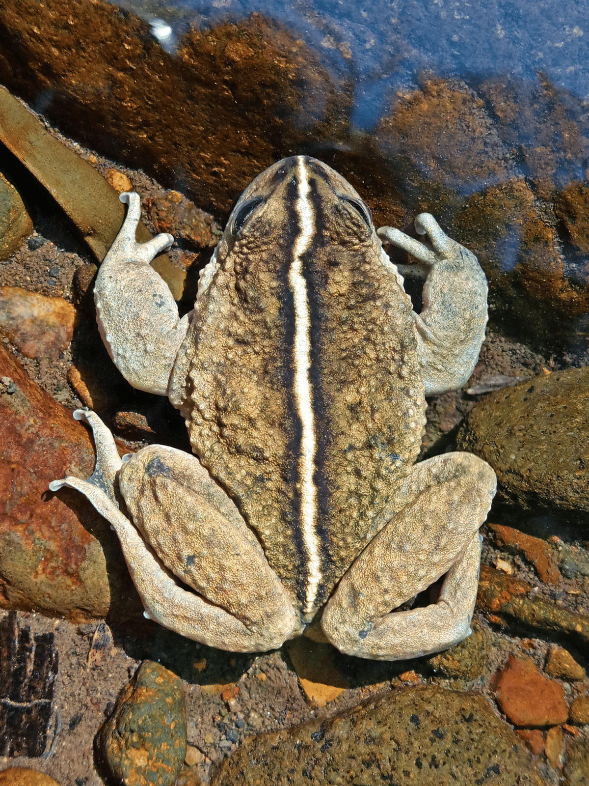 A male individual of Alsodes vittatus.